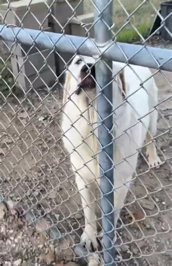 Gentle And Deaf Great Pyrenees Attacked Now Puts His Trust In YOU To Save Him ❤️‍🩹 [STORY BELOW]