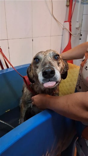 368 reactions · 17 shares | Balou 拾 Viveu connosco desde 2018, viu o...