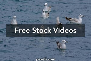 Jpg4+Pictures Videos, Download The BEST Free 4k Stock Video Footage & Jpg4+Pictures HD Video Clips