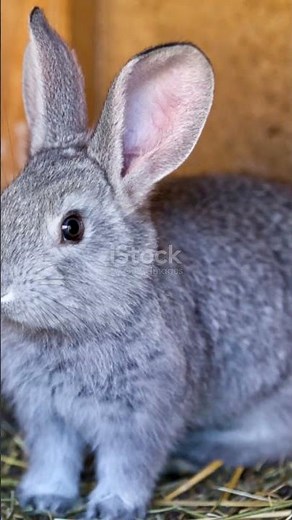 Top 5 Meat Rabbit Breeds