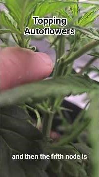 Topping AutoFlowers #topping #cannabis #autoflower ‎⁨@Vivosun⁩ ‎⁨@SeedsmanSeeds⁩