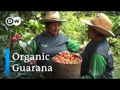 Organic Guaraná in Brazil: Indigenous peoples show the way | Global Ideas
