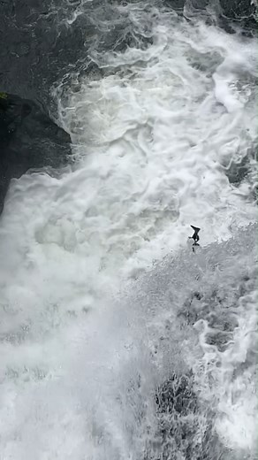 🎵“Might as well jump … JUMP!”🎵 Looking for something to do over the weekend? Grab your raincoat and head to Brewery Park at Tumwater Falls near Olympia to see the salmon run! Each fall, these Chinook return from the Pacific Ocean to South Puget Sound and WDFW's Tumwater Falls Hatchery on the Deschutes River, offering a unique viewing experience for the whole family. Learn more about this area's history and operations at: wdfw.wa.gov/fishing/management/hatcheries/facilities/tumwater-falls. Or t