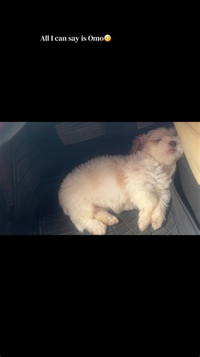 Caring for Your Lhasa Apso: Playtime, Sleep, and Spoiling