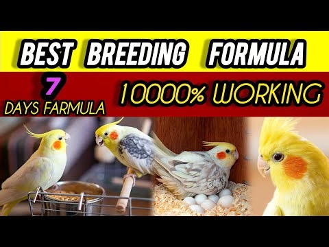 Cockatiel Breeding Tips 2026 | Special Winter Breeding Formula | 15 Days Guaranteed Results