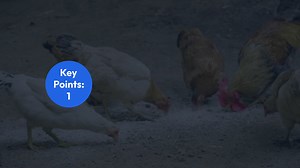 HealthRisksofFactoryChicken