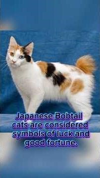Japanese Bobtail cats are considered symbols of luck and good fortune. #shorts