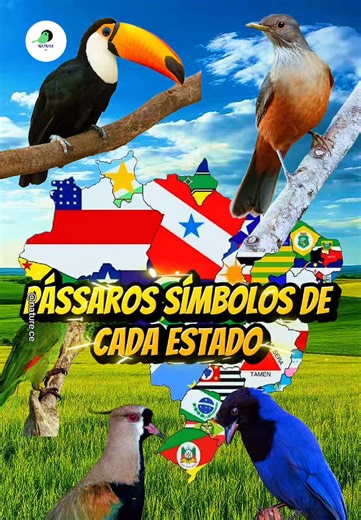 Ajustando o mapa das aves brasileiras: Anhuma e Ema