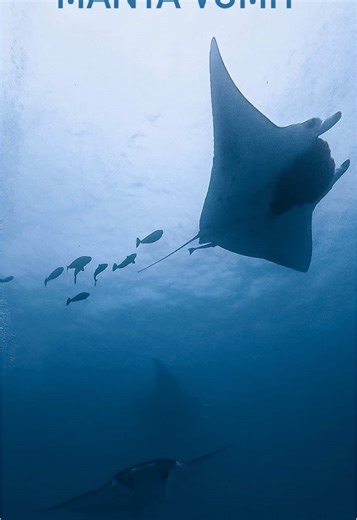 Understanding Manta Rays: Feeding and Cleaning Behaviors