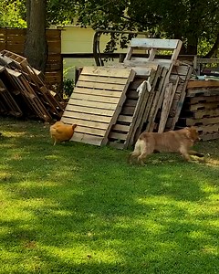 Hilarious moment as chicken chases a dog! | MetDaan Fashion