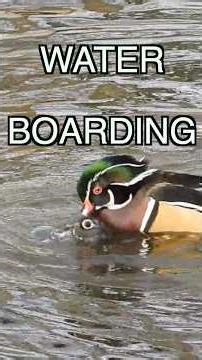 Wood Ducks Mating #WoodDucksMating #BirdsMating #WoodDucks #DucksMating #BirdLovers #BirdLoversUnite