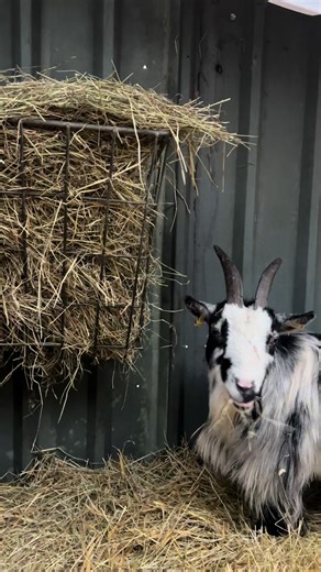 Winter is officially here, hay top ups for the goats and the horses got a little snack too 🥰 keeping warm wearing @Ridgeline of New Zealand #pygmygoats #agri #winter #goats #drumshadepygmygoats