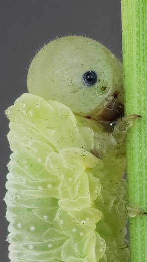 Macro Video: Sawfly Larva Eye Reflection