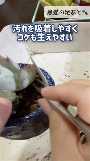 多肉に化粧土をしよう❁︎