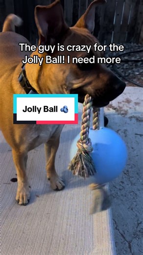 Scrappy hates the water so the floating functionality is just a plus but this blueberry Jolly Ball is one of his favorite toys. The only downside is he’ll whack me in the legs with it 😂 @Wiggies #dog #dogsoftiktok #rescuedog #tiktokshop #dogtoy #buythis #dogmom