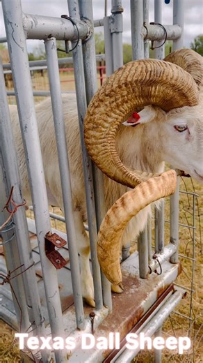 Lalo Serrano on Instagram: "Texas Dall Sheep"