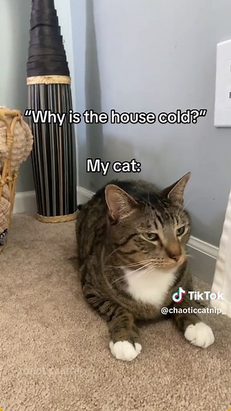 Cat hates the cold.🥶🤣 #cat #catsoftiktok #funnycat #funnyvideos #funnytiktok #fyp #foryou #tiktok