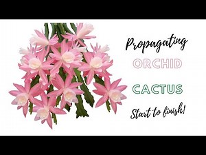 How To | Propagating Orchid Cactus | Epiphyllum | From Cuttings