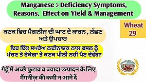 40K views · 2.6K reactions | #wheat #kank #pilikank #manganese ਕਣਕ ਵਿੱਚ ਮੈਗਨੀਜ ਦੀ ਘਾਟ ਆਲੂਆਂ ਵਾਲੀ ਦਵਾਈ ਨਦੀਨ ਮਾਰਨ ਲਈ ਵਰਤ ਰਹੇ ਹੋ ਤਾਂ ਆਹ ਸਪਰੇਅ ਜਰੂਰ ਕਰਨਾ | Mera Punjab Mera Kisan | Facebook