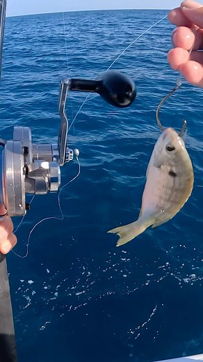 Rich Janitschek | Snapper snack!!! I dropped this #pinfish down 200ft while offshore fishing with @ryan_izquierdo and @delphfishing ! Capt. Danny put us on... | Instagram