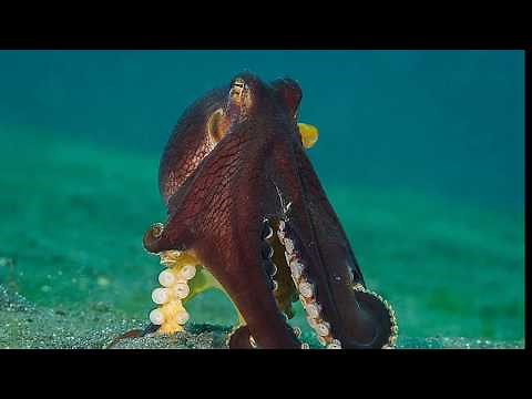 Facts: The Coconut Octopus
