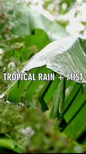 Tropical Rain & Mist on Jungle Leaves 🌧️ Deep Sleep Ambience (3 Hours)