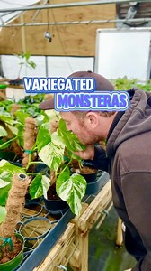 🌿✨ Variegated Monstera Varieties: Let’s break down the unique features of these stunning plants and explore what makes each one so special! From the bold white splashes of Monstera Albo to the creamy marbled tones of Monstera Thai Constellation, we’re covering it all. Whether you’re looking for the classic Monstera Deliciosa or curious about rare beauties like the Monstera Aurea, this video is for you. Let me know us favorite in the comments! 🪴 🌱 Monstera Deliciosa Varieties: 🪴 Monstera Albo