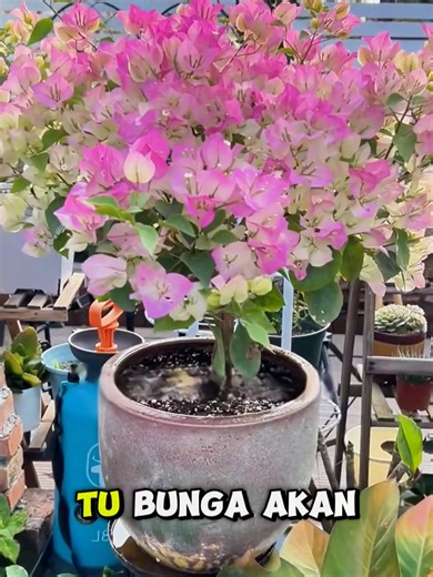 The Benefits of Flower Booster Powder for Home Gardening