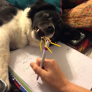 School is back in session 🏫🎒🚸📓🐾 | Try Not to Laugh