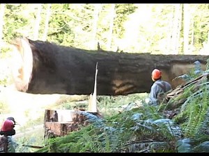 B.C. Tree Fallers