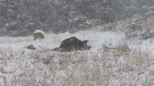 From 10/05/25: Although we were supposed to do the Beartooth Highway today, turns out it would close yesterday, and we would find out later it would be closed for the season. We were able to travel as far as Long Lake, giving us this private showing of a grizzly bear, filling his belly prior to a long winter's nap. We had a great multi day tour with a great couple of guys, and we were able to make some changes despite road closures to see as much as possible. | Yellowstone Tour Guides