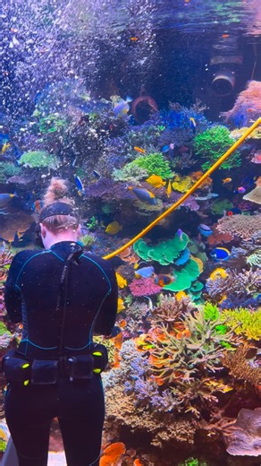 Andrew Sandler on Instagram: "The 17000 Gallon Reef Aquarium is getting a Makeover 🚧 🦺 🏗️ 🤿 #reeftank #coralreef #reefaquarium #aquarium #saltwateraquarium"