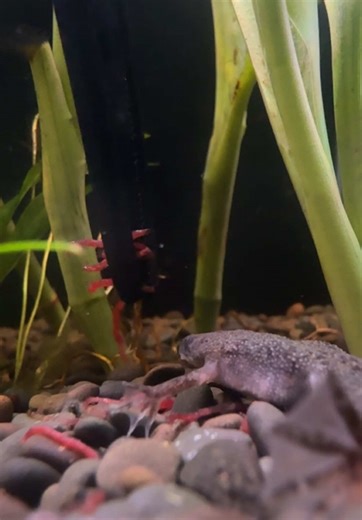 African Dwarf Frog Feeding Fun with Bloodworms