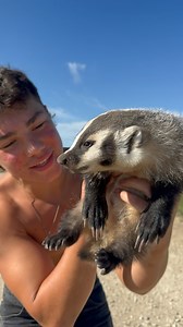 My lifer American Badger found in the wild in Kansas. Guess in the comments what we named her! . . #snakes #reptiles #animals #herping #funny #herpetology #animals | Aiden Adams