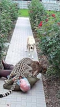 The Kind Dog Saved His Little Friend Just in Time 🐾❤️ #dog #dogsaves #dogsavesowner