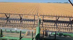 Mike Mitchell -- First Day of Harvest 2024! - So we are underway, 3 combines short, but we are underway! Here's hoping for a decent year.