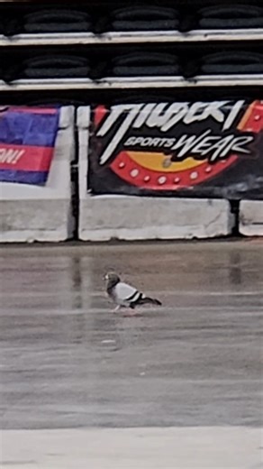 Often imitated, never duplicated... 🐦🏁 #QuickTime #birdsarentreal | Indoor Auto Racing Championship