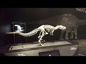 Walking Dinosaur skeleton automata
