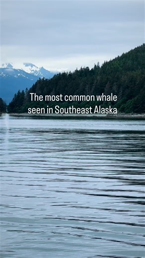 Juno in Juneau | Alaska Life 🏔️ | Humpback whales in Southeast Alaska . #juneaualaska #juneauak #juneaulife #alaskaliving #peacefulmoments | Instagram
