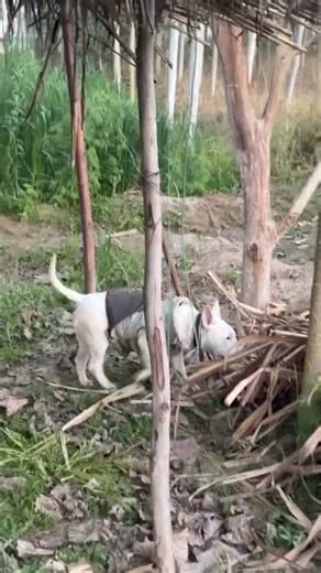 English bull terrier