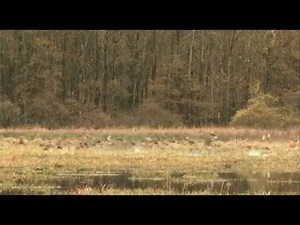 Le labrador retriever sur gibier d'eau