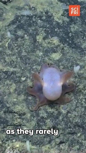 6.4K views · 64 reactions | Have you heard about the Dumbo Octopus? #CephalopodWeek | Science Friday | Facebook