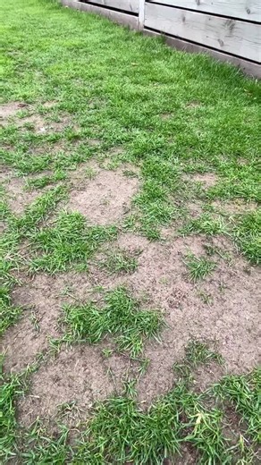 Lawn Repair and Grass Cutting Services Near Me