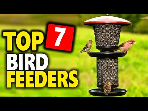 Top 7 Best Bird Feeders in 2024 (That Actually Attract Birds)