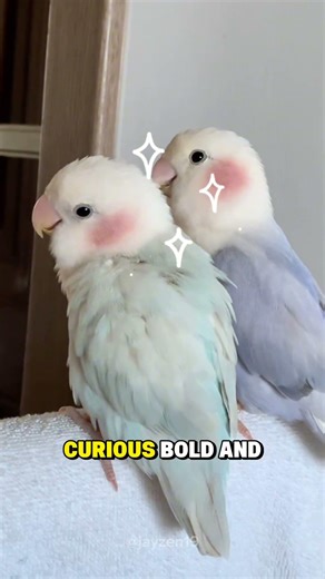 This Tiny Green Bird Is Smarter Than You Think #animals #facts #funnyanimals #cute