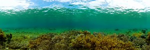 Marine sanctuary, underwater world with coral. 360 Panorama | 360Cities