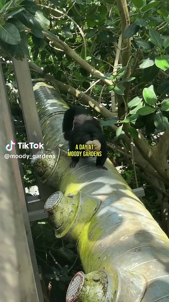 Discover Moody Gardens with the One-Day Value Pass