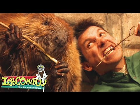 Homes | Zoboomafoo - WildBrain | Movies for Kids