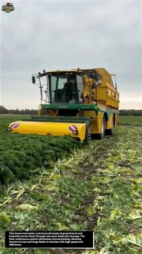 This Machine Eats an Entire Broccoli Field in Seconds 😳🥦🚜