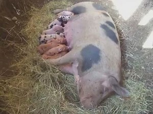 Mother Pig Sings to Her Babies while Nursing